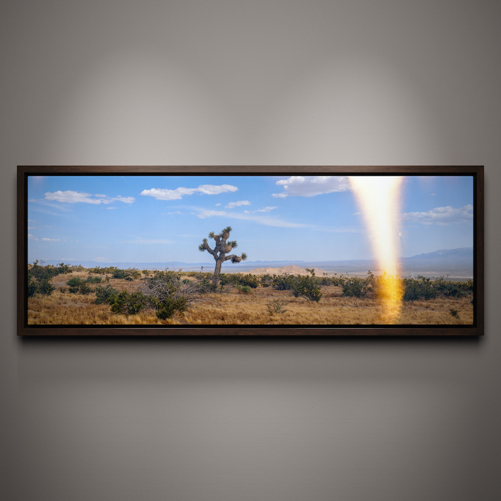 Joshua Tree in the desert on 6x17 Film